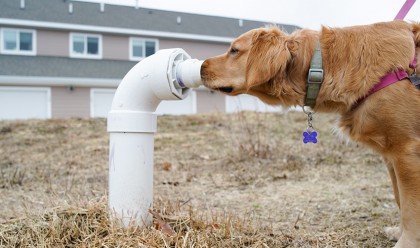 Tips to Pet-Proof Your Plumbing System